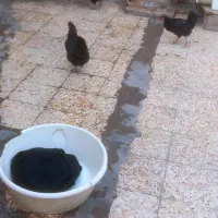 مرغ سیاه مخصوص دارو