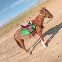 مادیون خود یورقه|اسب و تجهیزات اسبسواری|قوچان, |دیوار