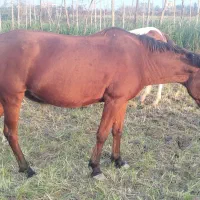 اسب و مادیان|اسب و تجهیزات اسبسواری|فومن, |دیوار