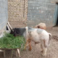 قوچ بختیاری