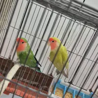 طوطی برزیلی