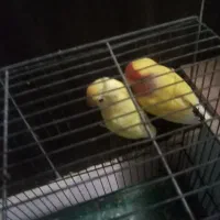 طوطی برزیلی جفت سرحال در حال تخم گذاری