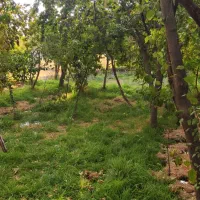 حسابدار خانم نیازمندیم