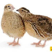 بلدرچین کشتار روز از فردا صبح قیمت مناسب