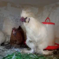 مرغ و خروس ابریشمی