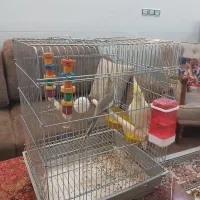 عروس هلندی|پرنده|یزد, |دیوار