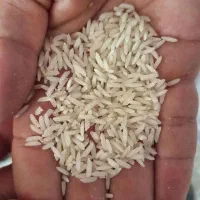 برنج درجه یک شمال