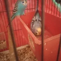 مرغ عشق نر و ماده تخم گذاری