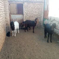 سه راس بز جوان زایده فروشی|حیوانات مزرعه|کاشمر, |دیوار