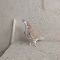 کفتر|پرنده|لنجان, |دیوار