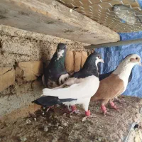 شهری بهبهانی|پرنده|برازجان, |دیوار