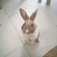 گمشده اسمش تینگی نژاد جرسی،|حیوانات|ماهدشت, |دیوار