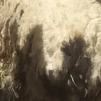 بره وبزغاله