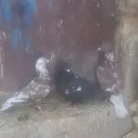 کبوتر وکفتر دونه ای۵۰