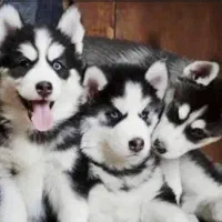 فروش. واگذاری|سگ|لار, |دیوار