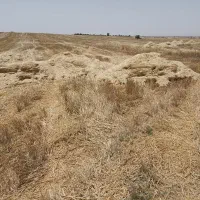 کاه