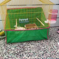 مرغ مینا|پرنده|بم, |دیوار