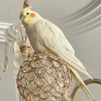 عروس هلندی (زیبا و سخنگو)|پرنده|بیرجند, |دیوار