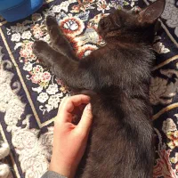 سه تا گربه ی پنج ماهه|گربه|نور, |دیوار