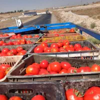 گوجه فریمان گوشتی و درجه یک