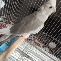 فروش عروس هلندی نژاد وایت فیس