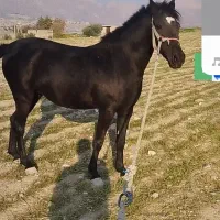 مادین سه سال کورد دوسرشجره میکروچیپ شده