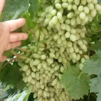 پخش انواع نهالهای درجه یک وباکفیت|گل و گیاه طبیعی|مراغه, |دیوار