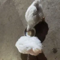 فروش مرغ گوشتی