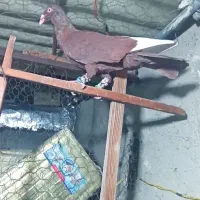 3تا کبوتر رنگی|پرنده|الوند, |دیوار