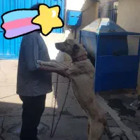 سگ سراب|سگ|قدس, شهرک صنعتی زاگرس|دیوار