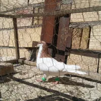 خال زرد گرفتنی|پرنده|سبزوار, جهاد کشاورزی|دیوار