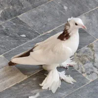 کبوتر یا پرنده|پرنده|تبریز, |دیوار