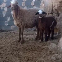 میش دوقلو زا ، میش بره دار ،میش ابستن بز|حیوانات مزرعه|مشهد, امیریه|دیوار