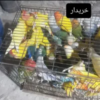 طوطی برزیلی کوتوله