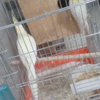 عروس هلندی مولد تخم گذار