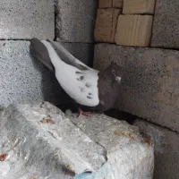 معاوضه کفتر