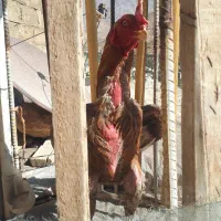 خروس لاری برزیلی|حیوانات مزرعه|باینگان, |دیوار