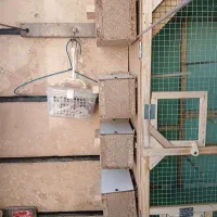 قفس چوبی پرنده|لوازم جانبی حیوانات|تهران, آذربایجان|دیوار