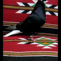 زاغ دم سفید چش و نوک سفید