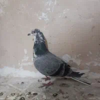 پرنده کبوتر|پرنده|بروجرد, |دیوار