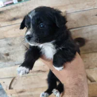 سگ فیندو سرابی