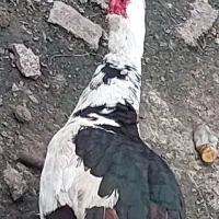 اردک اسرائیلی نر و ماده|حیوانات مزرعه|رشت, جانبازان|دیوار