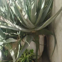 آلوورا گوشتی