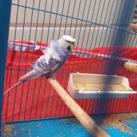 مرغ عشق پروانه ای بنفش|پرنده|دوگنبدان, |دیوار