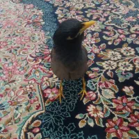 مرغ مینا|پرنده|کرمان, |دیوار