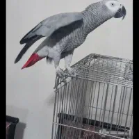 کاسکو|پرنده|تهران, آسمان|دیوار