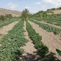 خاک حاصلخیز و بکر