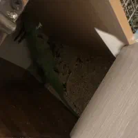 جفت مولد ملنگو به شرط|پرنده|مهران (ایلام), |دیوار