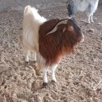 حیوانات مزرعه|حیوانات مزرعه|قائن, |دیوار