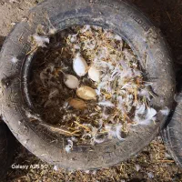 تخم نطفه دار غاز